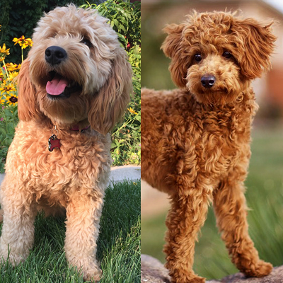 red toy goldendoodle